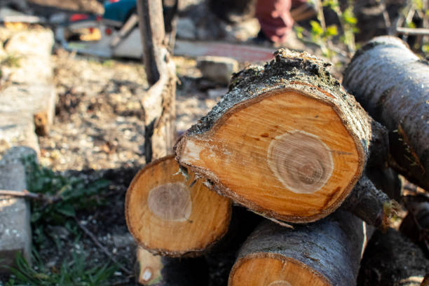 How Our Tree Care Process Works  in  Humboldt, KS